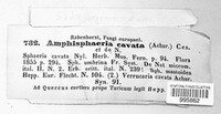 Media resource of Amphisphaeria cavata